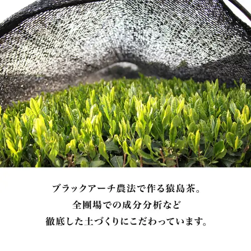 猿島茶の濃いお茶のアイス 7個 アイスクリーム  アイス 猿島茶