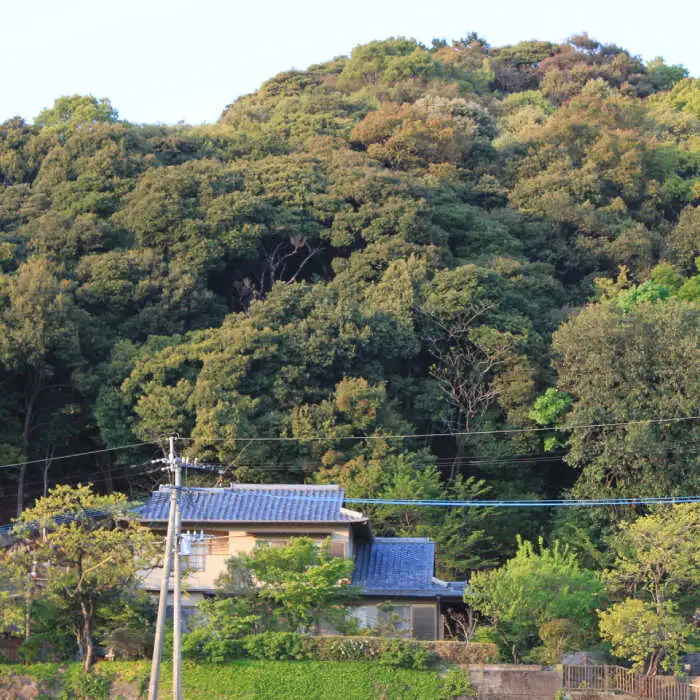 【2026年12月中旬-発送】完熟 島原ざぼん 2-3個  [SAG008] ざぼん