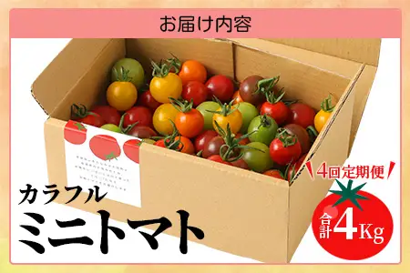 【4回定期便】【先行受付】2027年1月より順次発送 カラフルミニトマト6種 1kg ミニトマト プチトマト 定期便 農家直送 たにぐちファーム Ricotomato～とりこになるトマト～ F-25