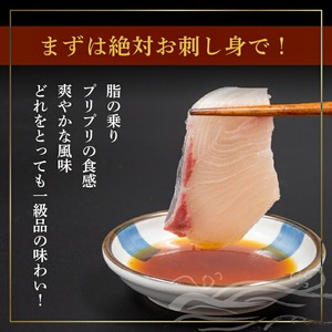 乙女ブリ4kg以上(下処理あり) 小島水産 乙女ブリ 新鮮ブリ ブリ 鰤刺し 鰤しゃぶ 鰤
