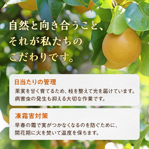 《2026年秋出荷》味が濃い梨 豊水約5kg（8～14玉） F24R-121