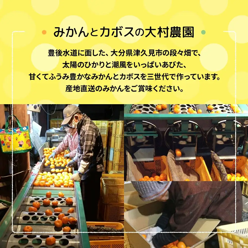 【先行予約】大村農園 温州みかん 5kg | みかん 津久見市