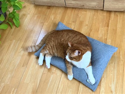 【たっぷり!!リアルダウン使用】ペット用 羽毛クッションベッドセット 犬や猫が大好き!! ペットベッド H162-041