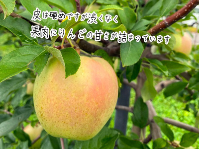 りんご きみと 訳あり ヒバリノ園 青森県産 りんご【約5kg 10〜16玉】