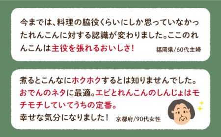 【先行予約　2026年9月～発送】白石れんこん 約3kg / れんこん [ICT001]