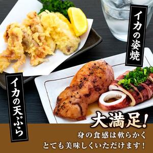 イカ 訳あり ゲソ付き 冷凍 スルメイカ 山口県産 1.2kg