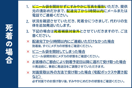 めだか ユリシス (1ペア) メダカ 生体 観賞用 魚 ペット 観賞魚