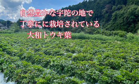 粉末 当帰 玄米茶／Total Beauty 春 からだよろこ美 健康 特選 認定 食味値 大和当帰葉 玄米 奈良県 宇陀市 ノンカフェイン 無添加 ホット アイス
