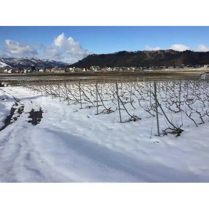 【本格・瓶内二次発酵】南魚沼産カベルネ100% 辛口スパークリング赤 2本セット | ワイン