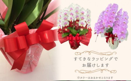 近江の胡蝶蘭 3本立ち 30輪以上 ミディ「ミント」　B-A21　株式会社エフレボ 東近江