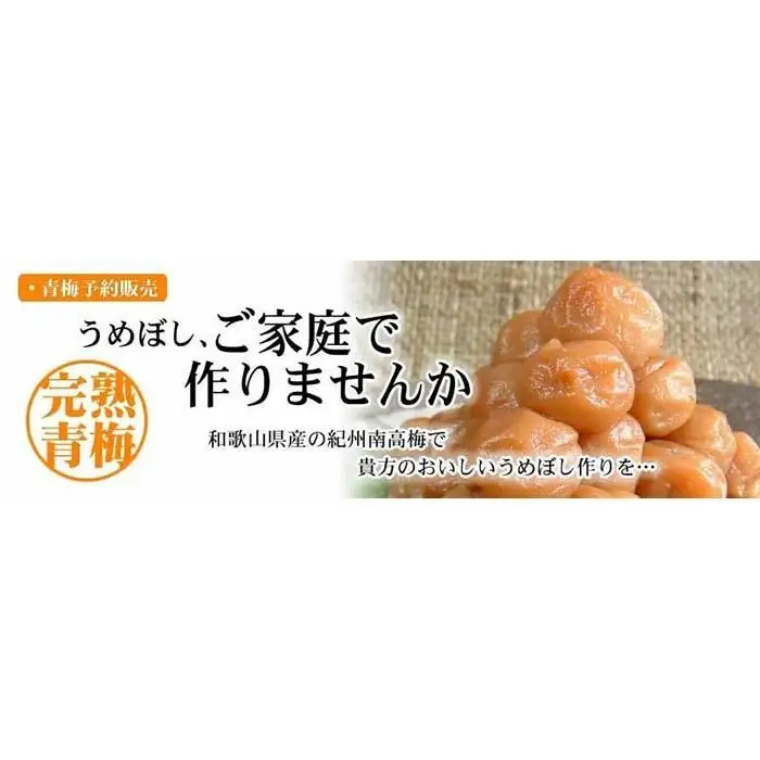 南高梅【完熟】黄色3kg ■特大サイズ 梅干用フレッシュ青梅 (生梅) ／紀伊国屋文左衛門本舗