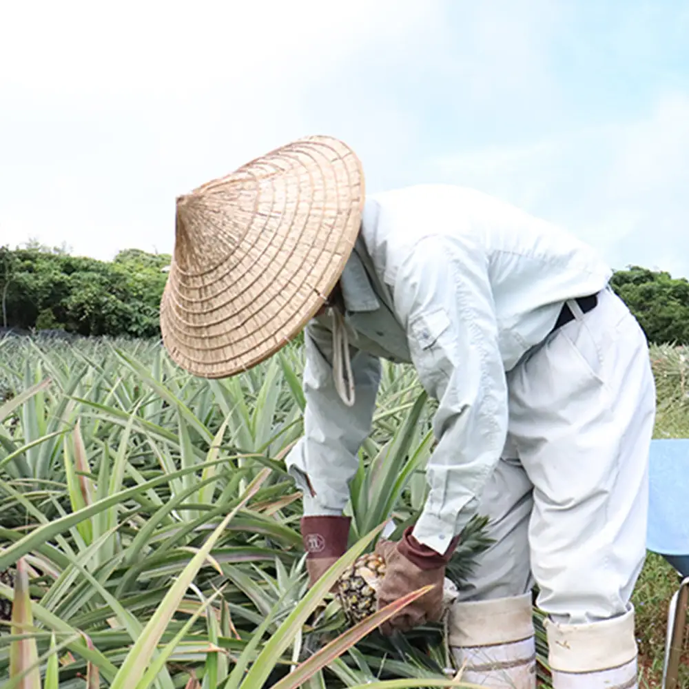 【2027年発送】比屋定農園「久米定パイン」ゴールドバレル 1玉（2kg以上）