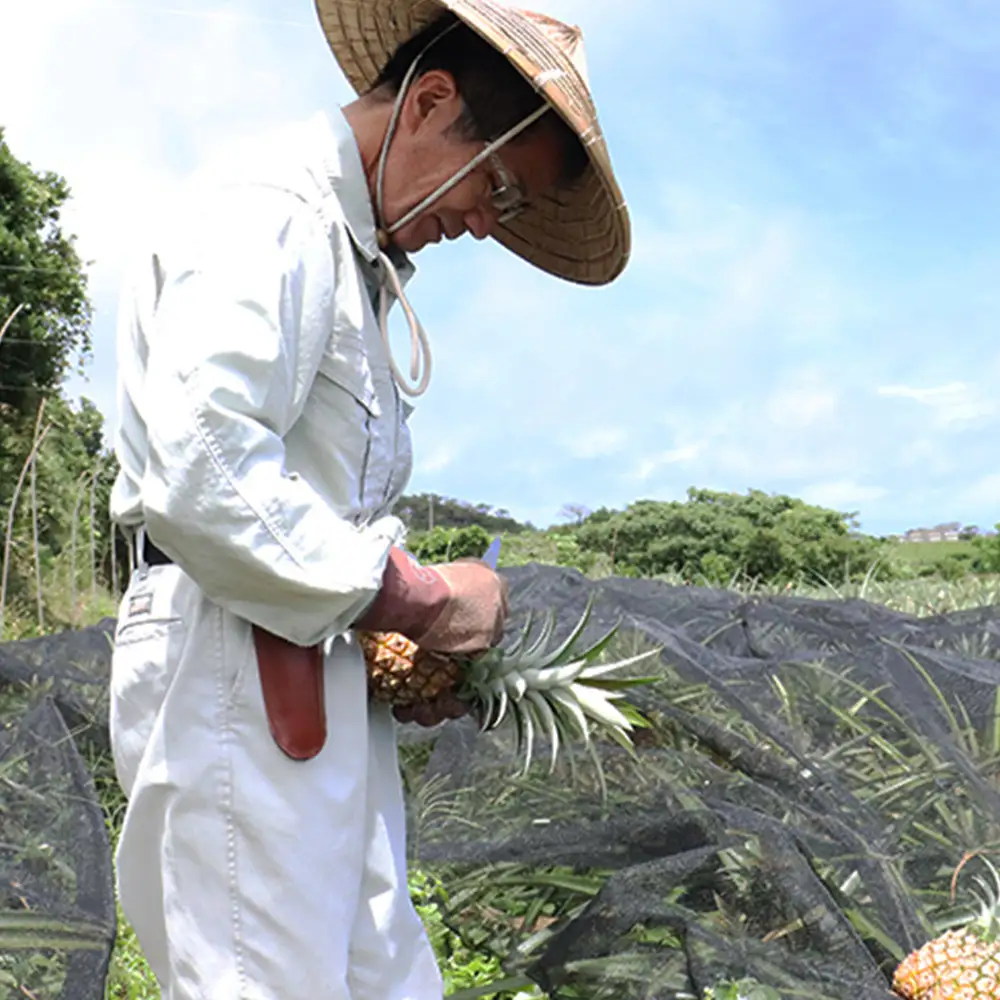 【2027年発送】久米島産 比屋定農園 ピーチパイン 3玉（計約2kg）