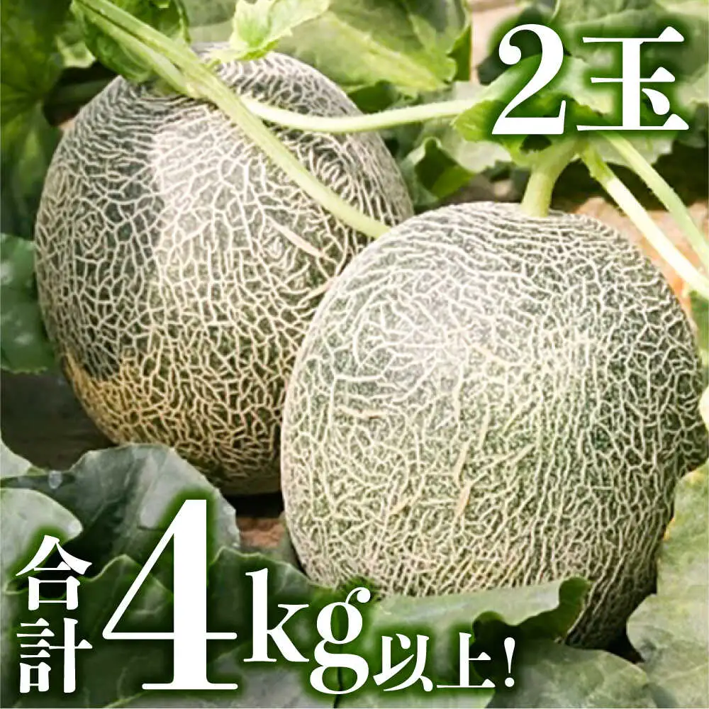 【2026年6月中旬-発送】肥後グリーンメロン 2玉 SCB063 メロン
