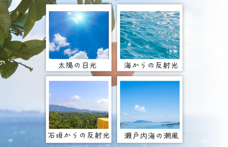 ホリ田ヤ 島みかんジュース 500ｍl×6本セット【VB00310】