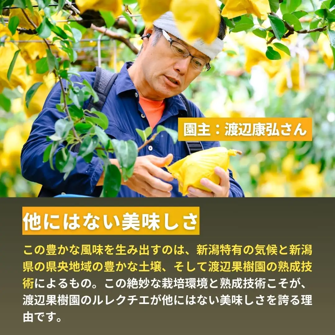 先行予約 ル レクチェ 2kg (4~7玉) 令和8年度 贈答用 洋梨 化粧箱 [渡辺果樹園]