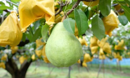 先行予約 ル レクチェ 自家用 2kg (4~7玉) 令和8年度 西洋梨 ル レクチエ 洋梨 化粧箱 洋ナシ ル・レクチェ [渡辺果樹園]