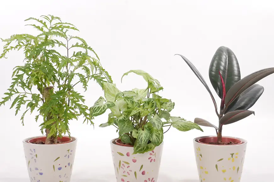 観葉植物 ハイミニフルール 3個セット