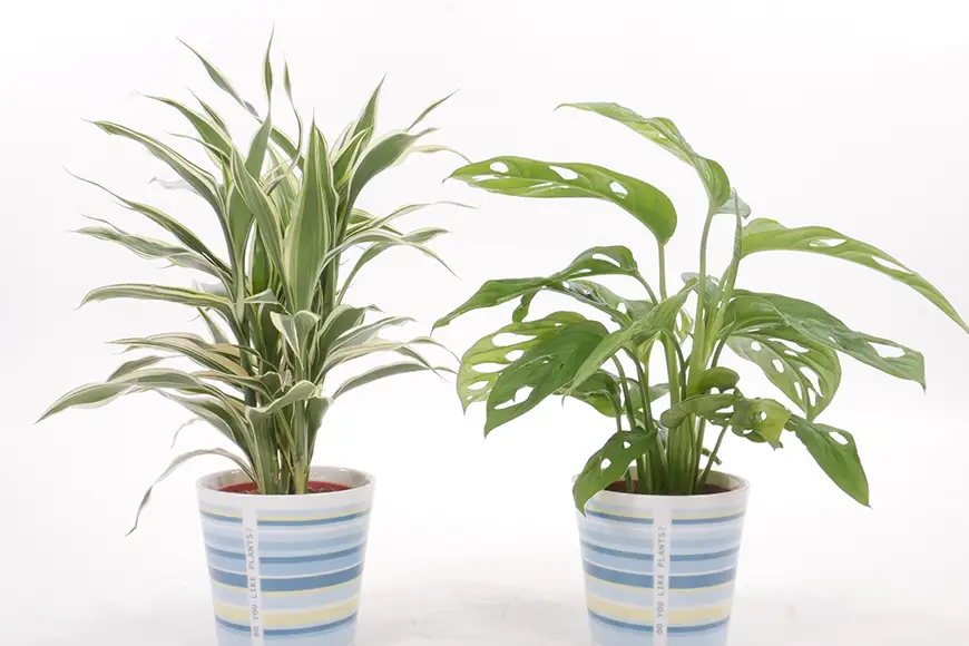 観葉植物 ハイミニウィンリー 2個セット