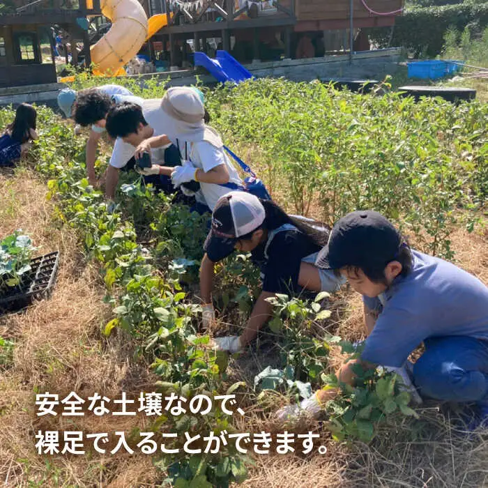 【ふるさと納税】糸島で農業体験(1名) 栽培期間中農薬不使用 無化学肥料 無除草剤の畑で野菜のお世話体験！[AAL001]