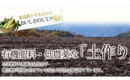 【2026年夏発送】とうもろこし 2種類セット 10本入 生で食べれる ピュアホワイト＆恵味