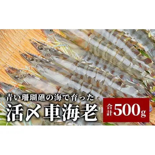 車えび500g【冷凍】25尾 ～ 33尾 　BE-05
