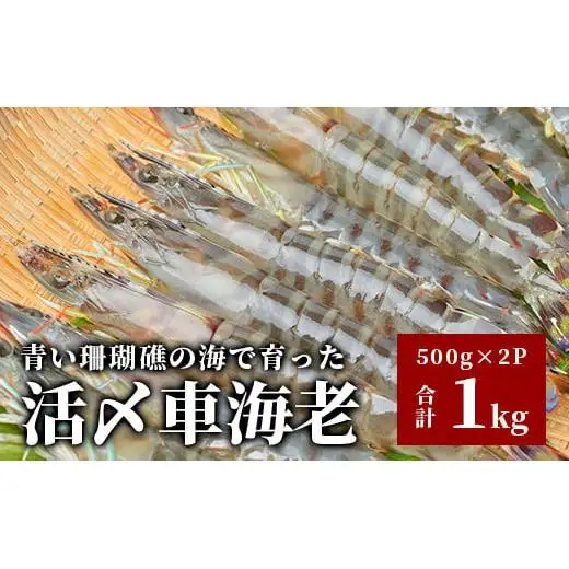 車えび1kg【冷凍】50尾 ～ 65尾 　BE-6