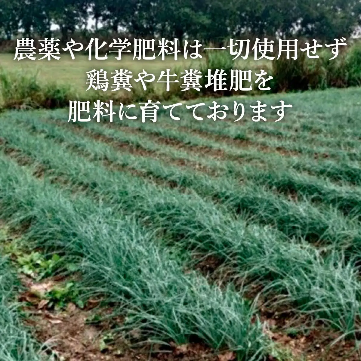 採れたて島らっきょう 農薬・化学肥料不使用 1kg ≪2027年3月中旬～6月下旬発送≫