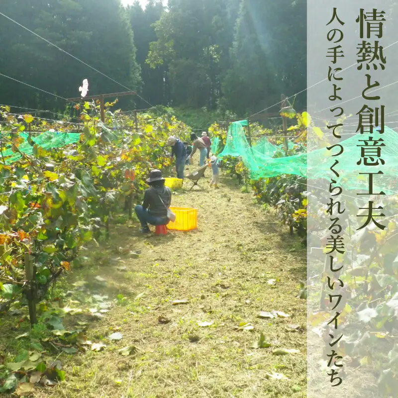 ホッコーワイナリー　山紫野・山霧路　2本セット　KA038_018