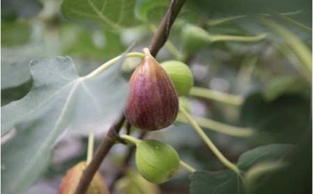 天然の地熱で旨味を凝縮！南小国産ドライイチジク (5袋セット) 40g 5袋 地熱 国産 南小国産 ドライイチジク ドライフルーツ イチジク いちじく オーガニック おやつ 持ち運び ギフト 贈答用 fig310 熊本 阿蘇 南小国町 送料無料