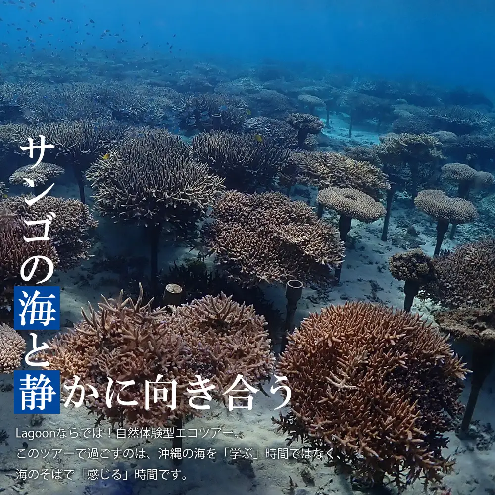 沖縄ダイビングサービス Lagoon商品券「3,000円分」
