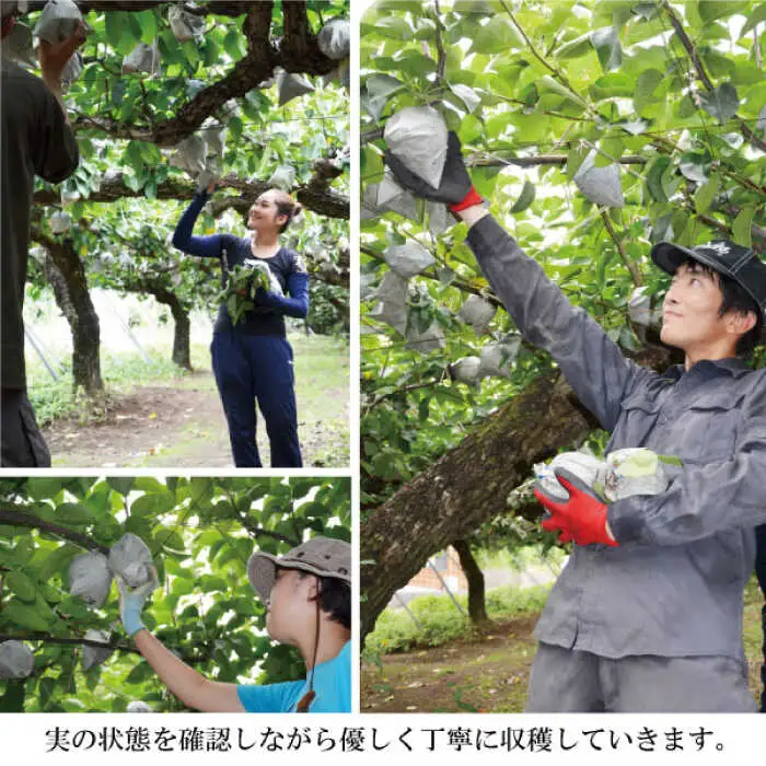 【2026年9月中旬?発送】【シャリッとおいしい！】新高梨 約3.4kg / 梨 なし  南島原市 / ふるさと企画 [SBA030]