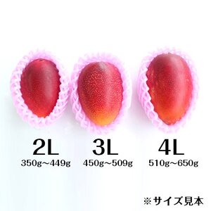 No.1186-4 完熟マンゴー（2L～3L×2個）