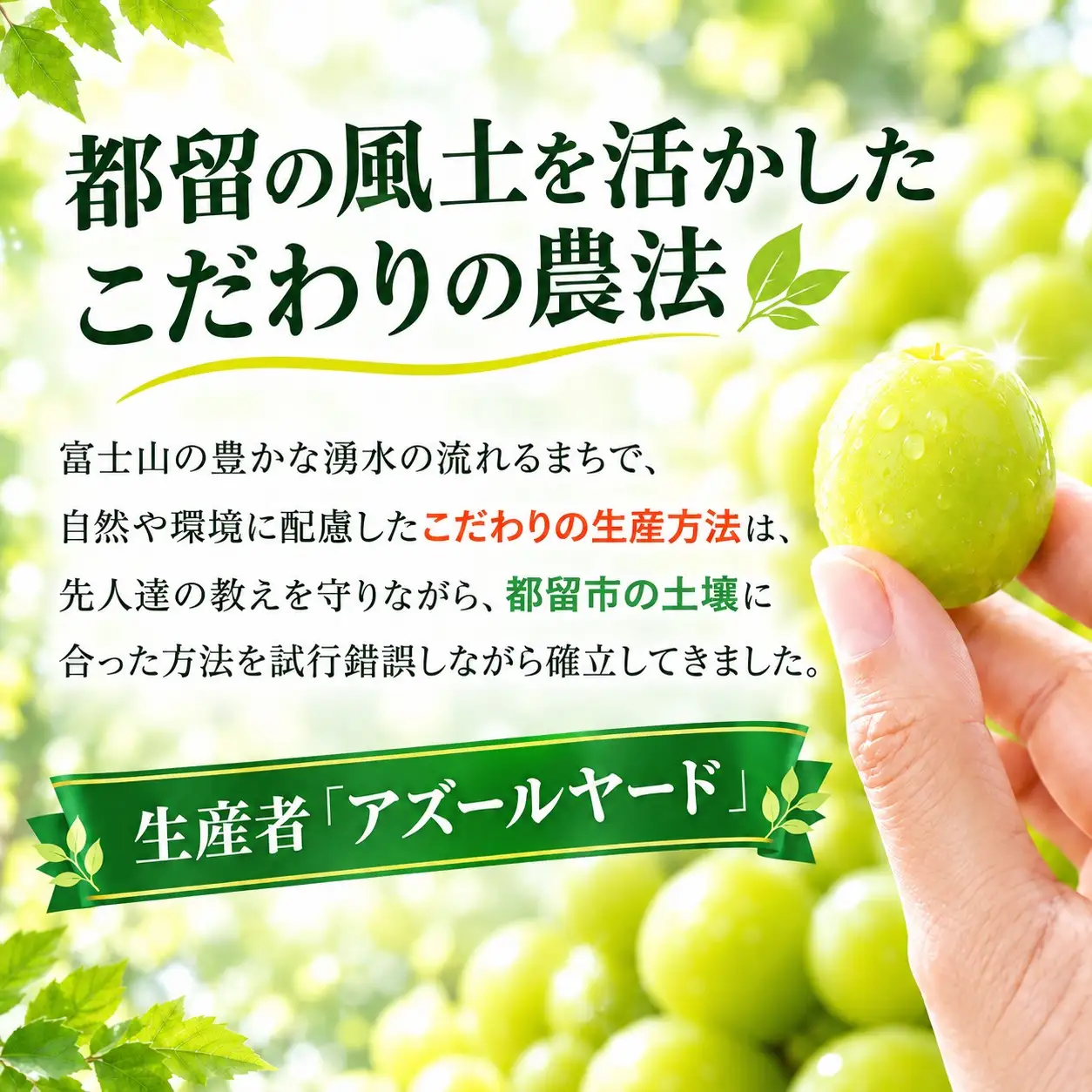 シャインマスカット 約1.1Kg（２~3房）【2027年発送】　シャインマスカット フルーツ