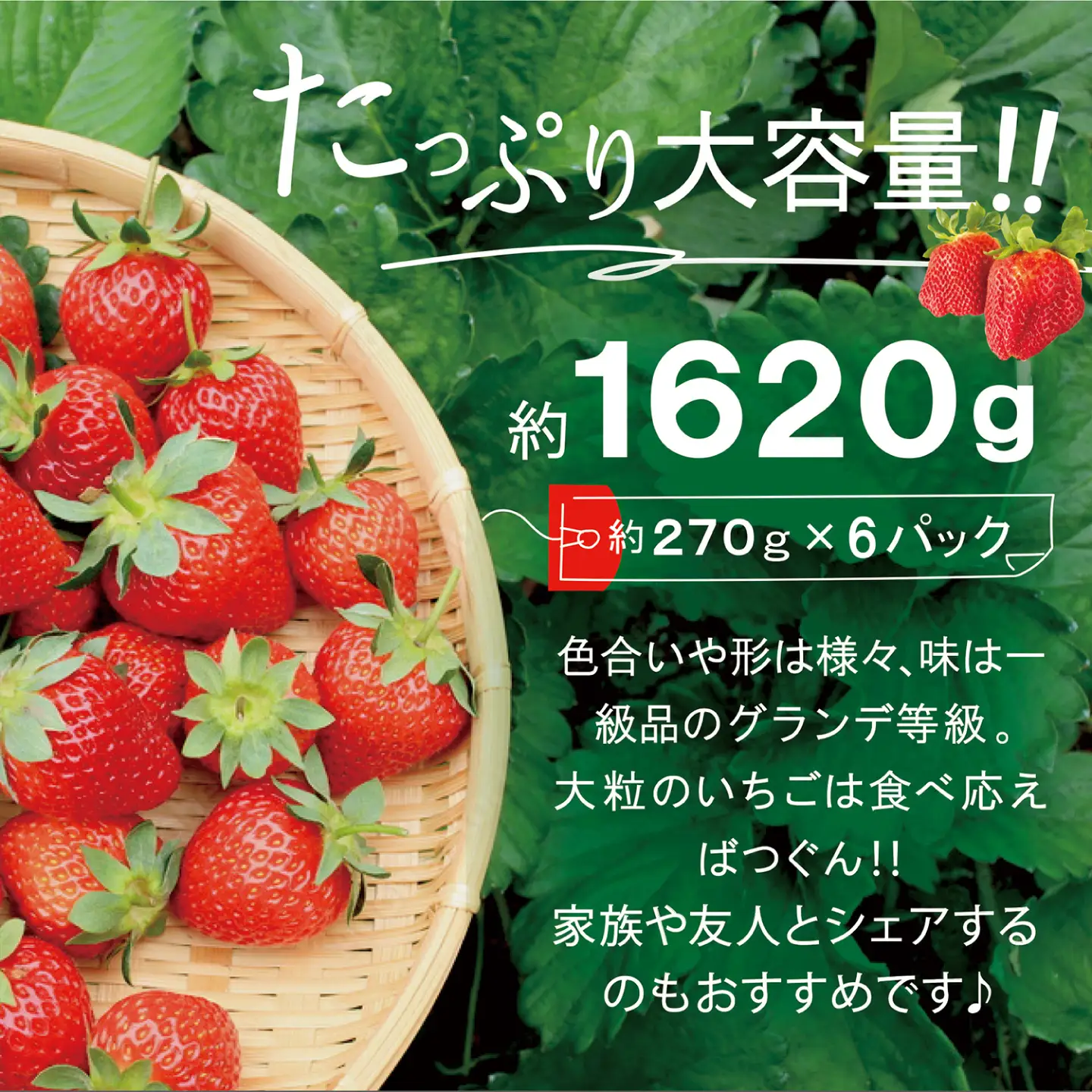 【先行受付】あまおう いちご 1,620g ( 約 270g × 6パック ) 【2027年3月初旬以降順次発送】 糸島市 / 株式会社HSP-テクノ [AZL002] グランデ 等級 福岡県産