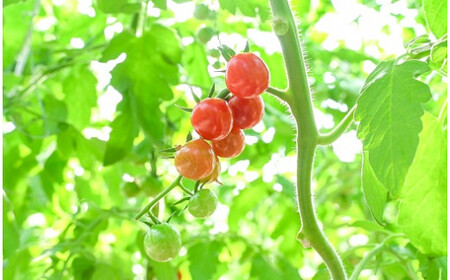 【先行受付】2027年1月～6月毎月発送 新食感!!奇跡のさくらんぼミニトマトの定期便 約500g×6回コース 野菜ソムリエサミット 金賞 受賞 長田農園 産地直送 トマト とまと 野菜 やさい フルーツ サラダ 濃厚 甘い ご褒美 プレゼント 美容 健康 リピート多数 人気 高評価 数量限定 碧南市 H004-190