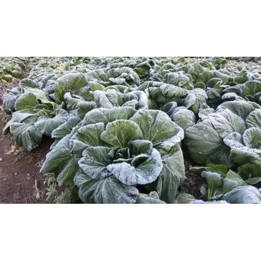 【自然栽培】大和の伝統野菜 下北春まな1kg 