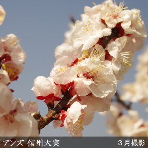 ＜すだ農園＞2年生 苗木 アンズ(杏) 信州大実