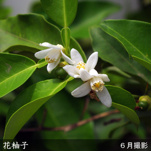柑橘類 花柚子(ハナユ・花ユズ) 3年生 苗木 訳あり＜すだ農園＞
