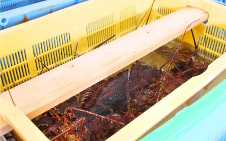 【捌き方動画付き】活伊勢エビ 3尾セット 伊勢海老 イセエビ 3尾 セット 串本町 伊勢えび 伊勢エビ 海老 産地直送【ben001】