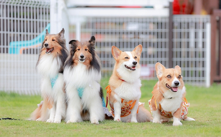 ◆9ヵ月連続◆エゾシカ肉を使った愛犬のおやつD定期便 南富フーズ株式会社 鹿肉 ジビエ 餌 犬 猫 鹿 詰め合わせ ペット 健康 無添加 肉 北海道 南富良野町 エゾシカ 
