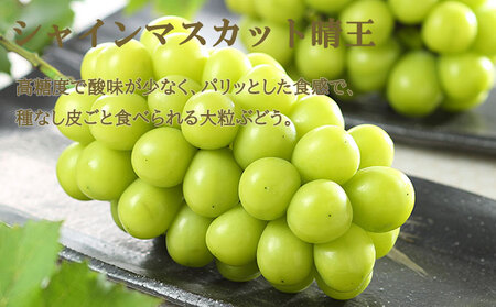 ぶどう 2026年 先行予約 ニュー ピオーネ 1房 約600g シャイン マスカット 晴王 1房 約600g 詰め合わせ  岡山県産 ピオーネ シャインマスカット