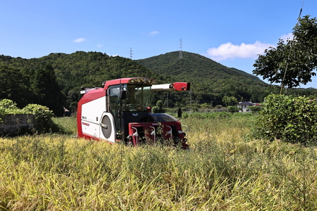 【令和7年産丹波篠山産】コシヒカリ 玄米 30kg こしひかり DP04
