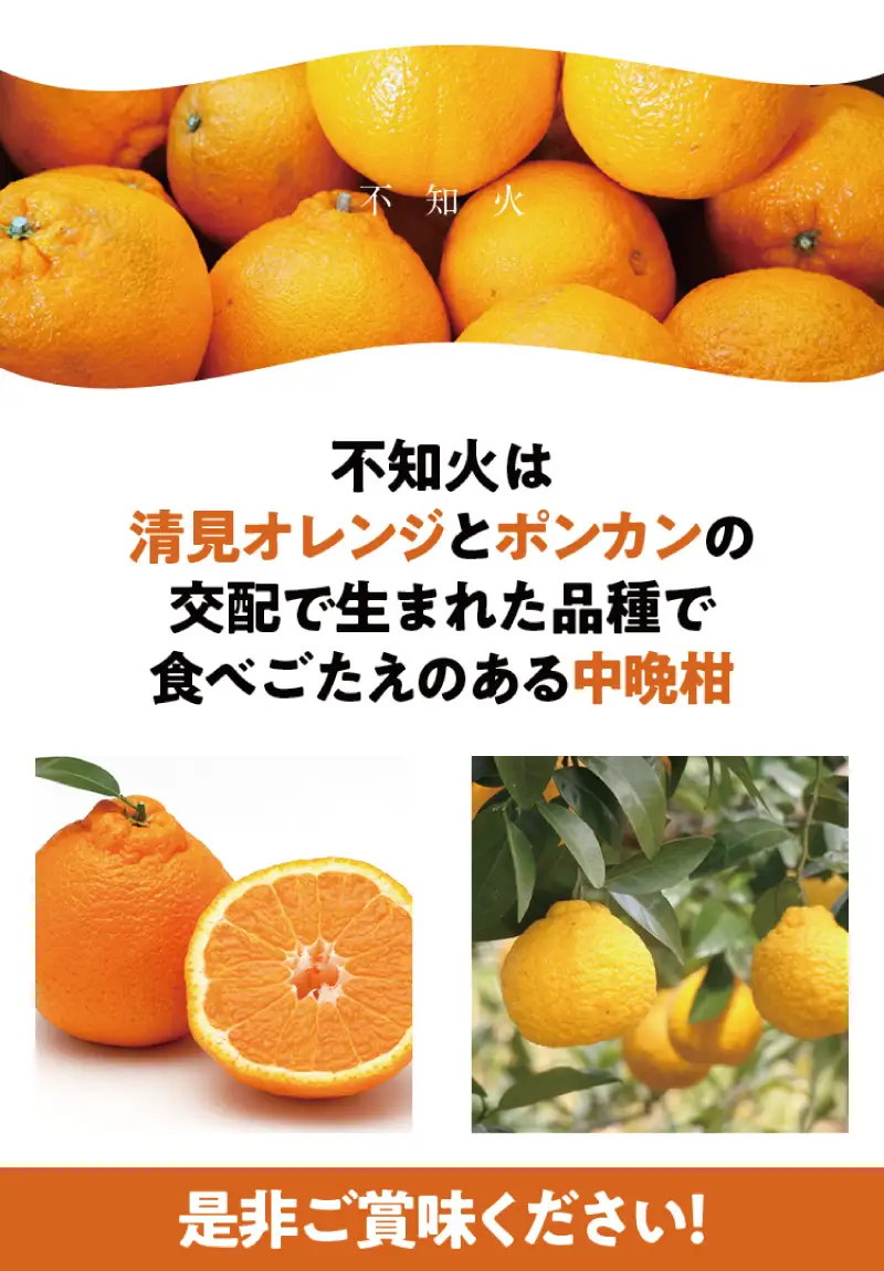 不知火 訳あり 約3.5kg ＋痛み保証 大小混合 不知火【njb670E】