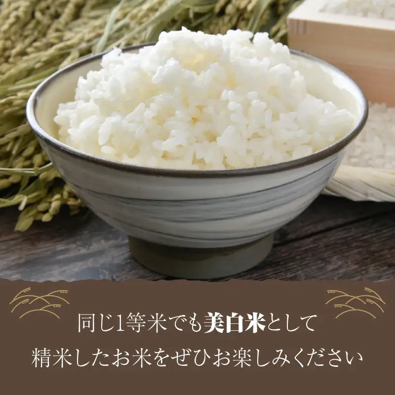 令和8年産 美白精米 丹後こしひかり 3kg(2合×10袋) 1等米
