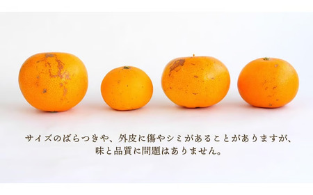 せとか 約3.5kg 訳あり せとか【njb682B】