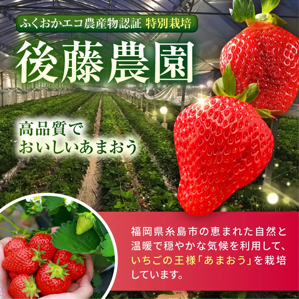【農家直送！】【先行受付】糸島産 春 あまおう 280g × 2パック  (DXまたはGサイズ)  【2027年2月上旬以降順次発送】糸島市 / 後藤農園 [AML004] いちご 福岡