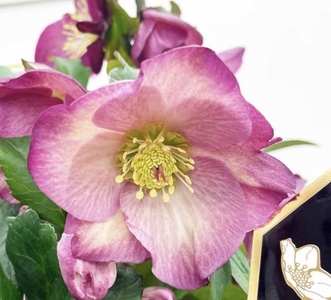 【 先行予約 ：2026年12月発送 】 花 クリスマスローズ ロゼッタ 開花株 4.5号 オンライン決済限定