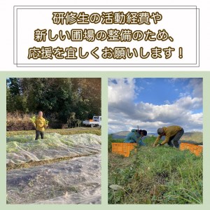 【12回定期便】かたもとオーガニックファームの農業研修生が育てたお野菜セット 野菜