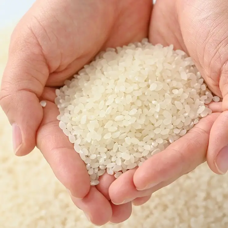 【令和6年産】那須町産こしひかり5kg お米 精米 国産 栃木県 那須町産 〔P-125〕